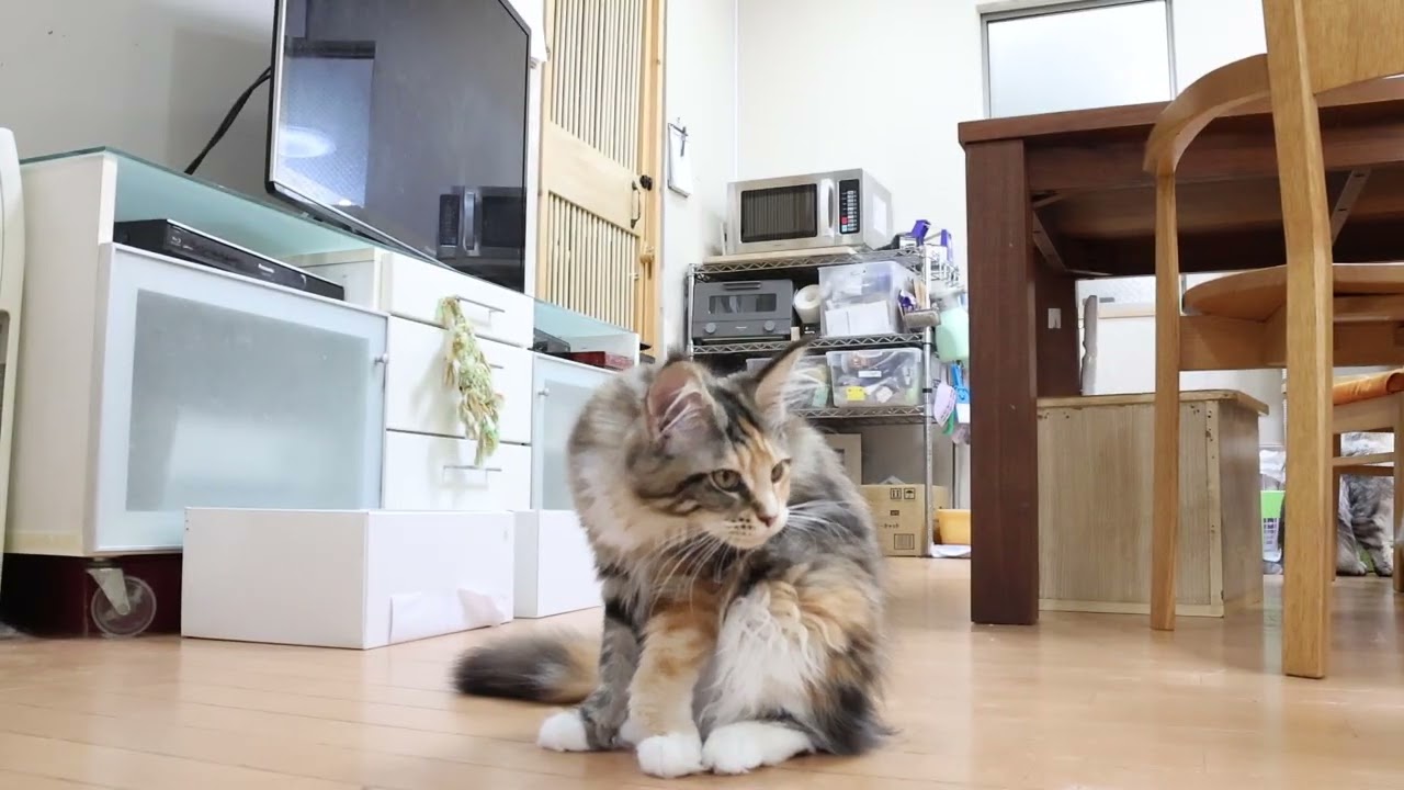 ショーデビューメインクーン子猫つばきちゃん