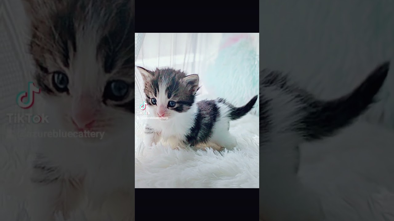 ノルウェージャンフォレストキャット しっかりボディで可愛い顔立ちの女の子です！