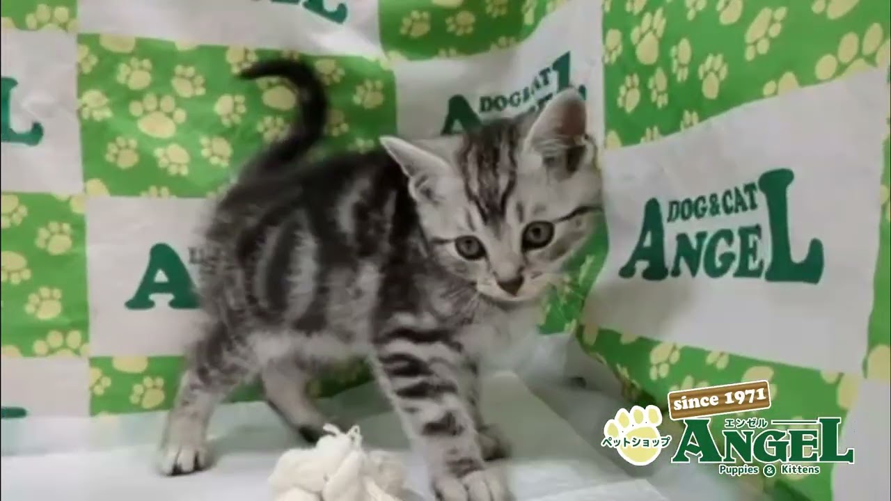 アメリカンショートヘアー 2504012 【ペットショップエンゼル　子犬・子猫販売】