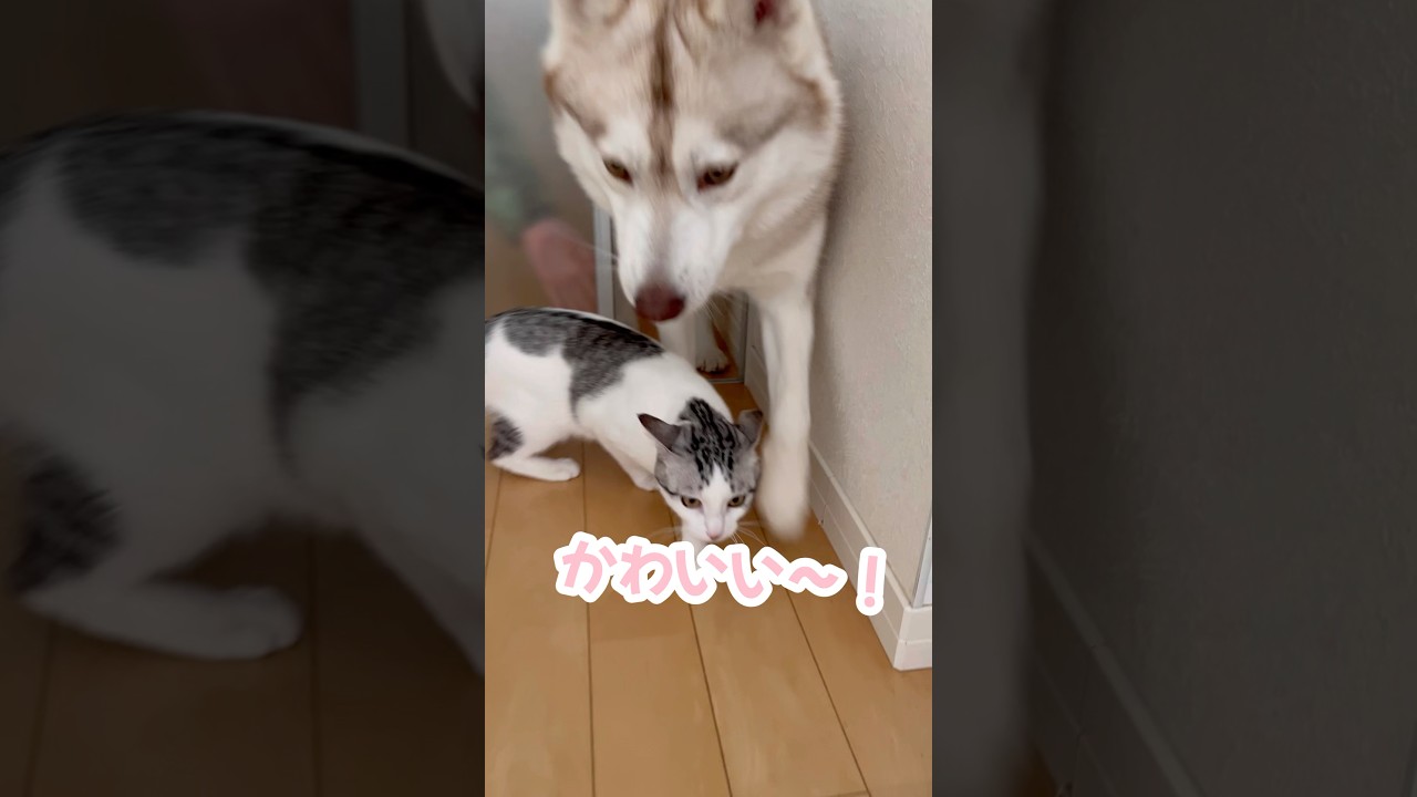 待ってた子猫を跨いでスルーするハスキー #シベリアンハスキー #ハスキー #子猫
