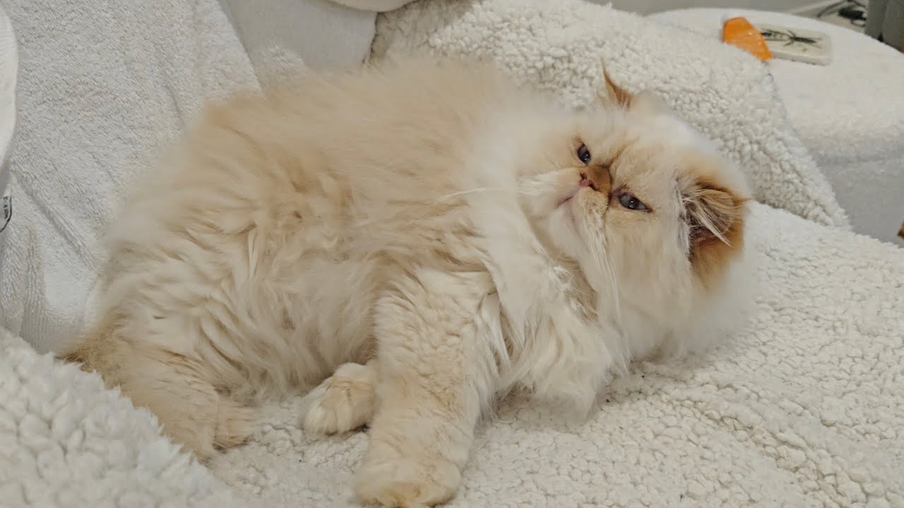 Nose boops for Fat Boy ♥️