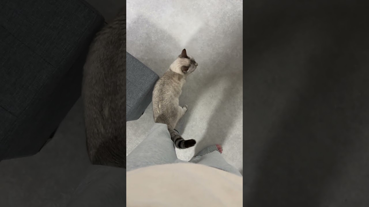 甘えん坊が足元にいる日常　#シャムトラ #元保護猫 #シャムミックス  #cat #猫耳 #kitten  #猫耳 #siamesemix