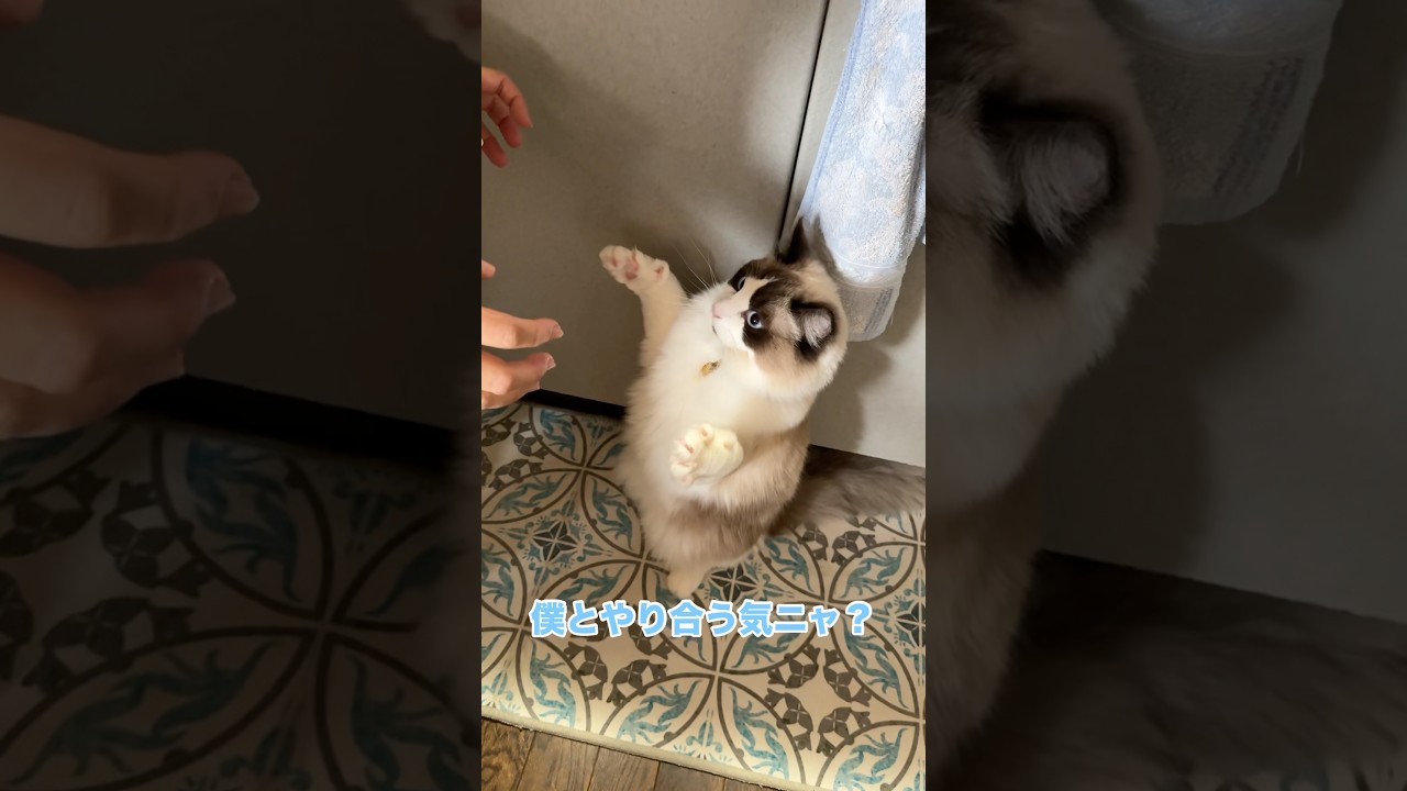 ケンカになると立ち上がる猫　#猫 #cat #ラグドール