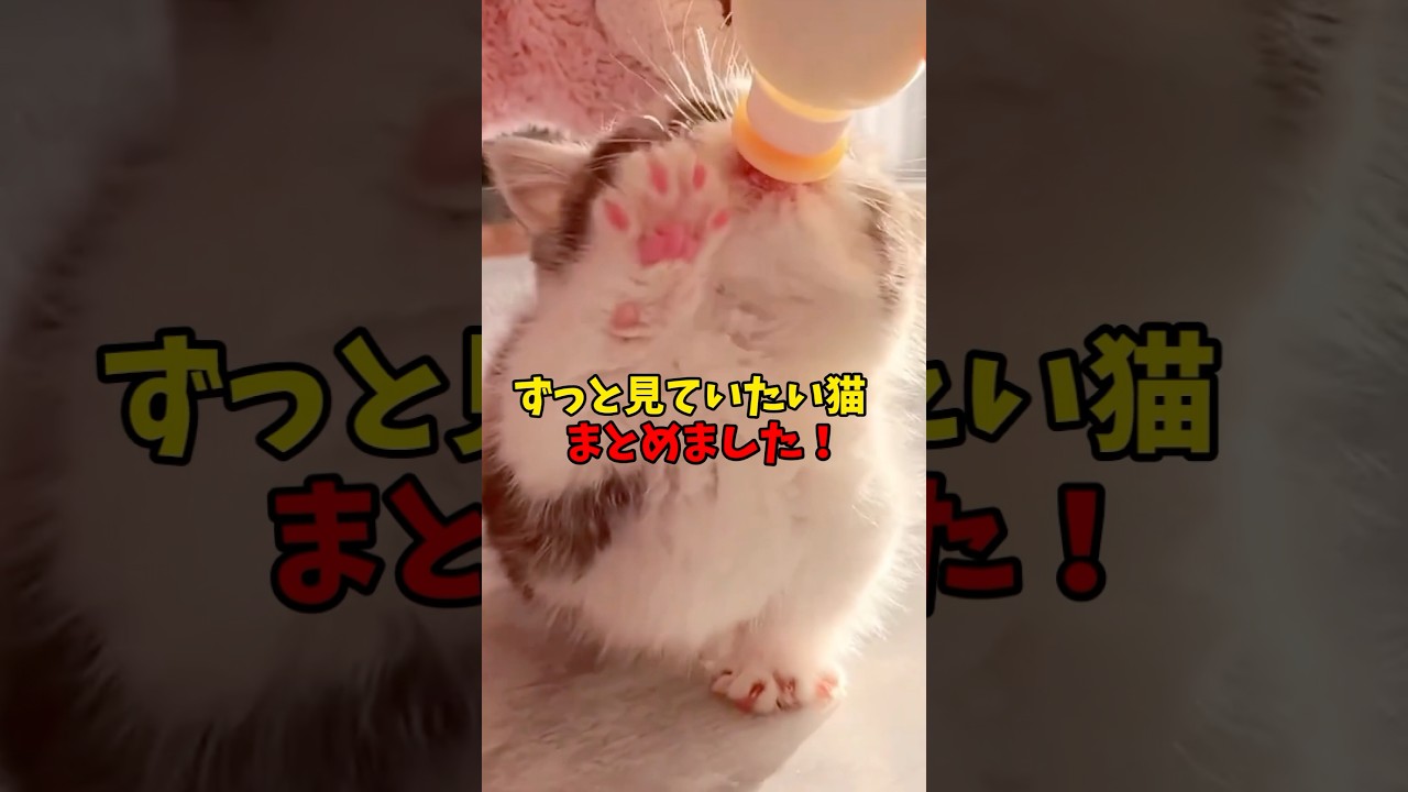 気づいたら10分経ってる… #cat #cats #ねこ #猫