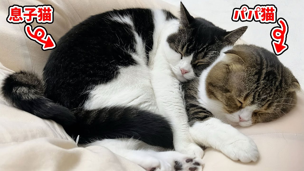 パパ猫より大きくなっても一緒に寝たい息子猫がこうなりました…涙