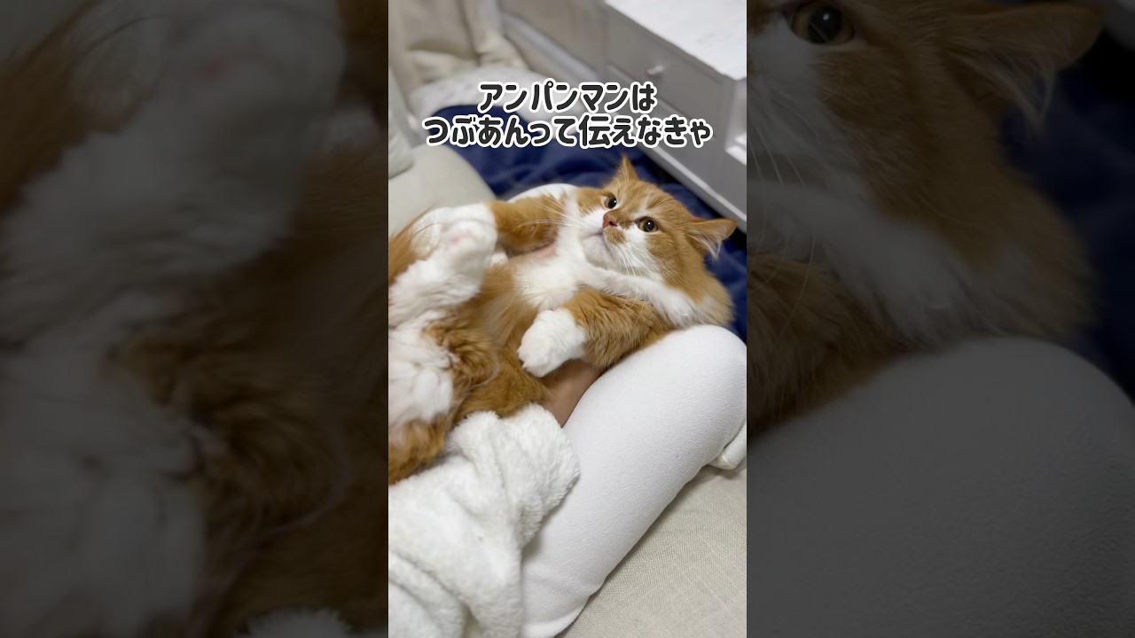アンパンマンはつぶあんって伝えなきゃ #shorts #猫 #マンチカン #短足マンチカン #cat #munchkin