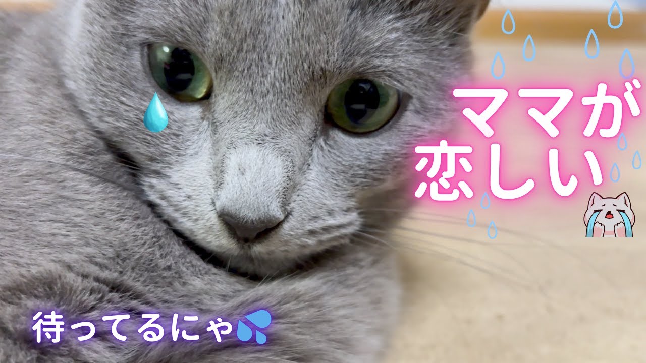 【猫ロシアンブルー】ママの お風呂待ちをしている そらちゃんの気持ち❤️