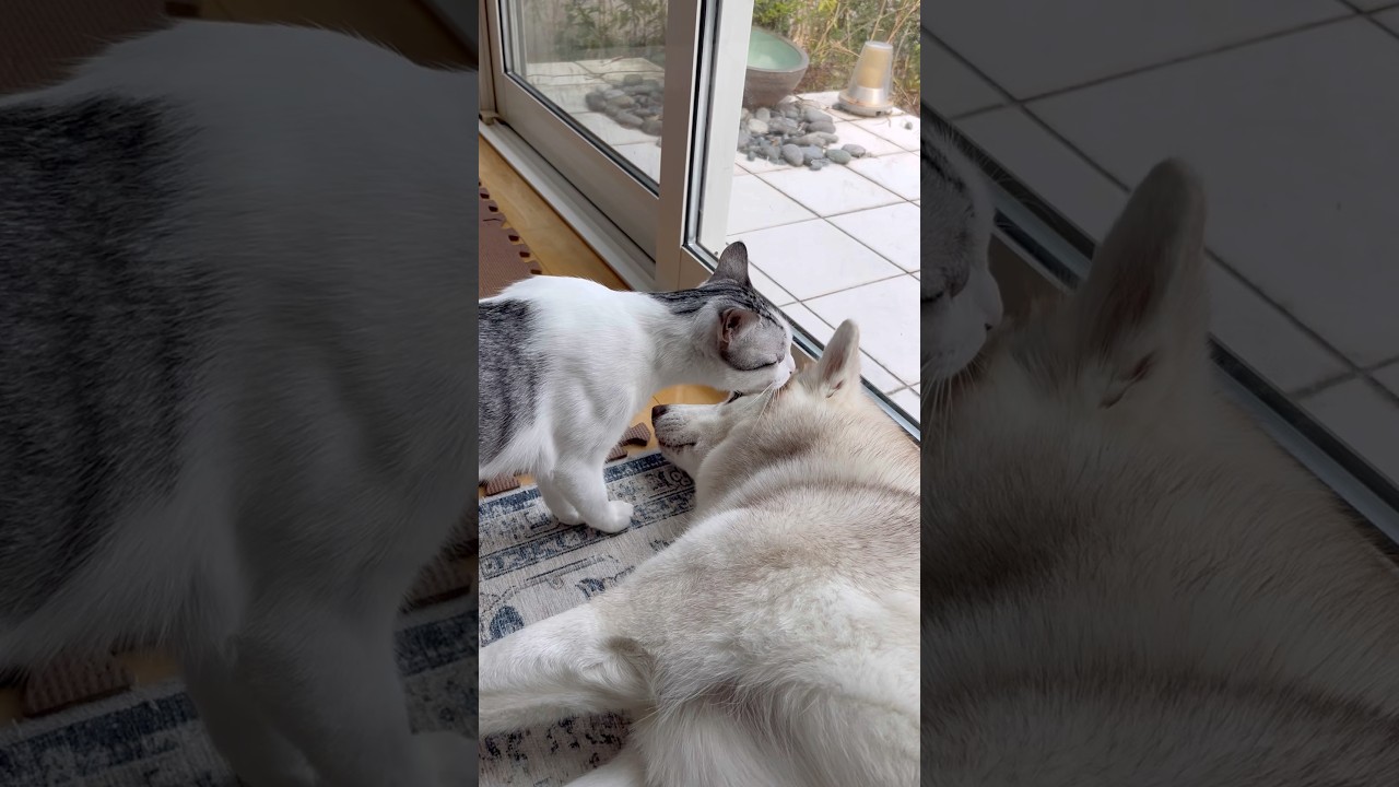 散歩帰りのハスキーの匂いを必ずチェックする子猫 #シベリアンハスキー #ハスキー #子猫
