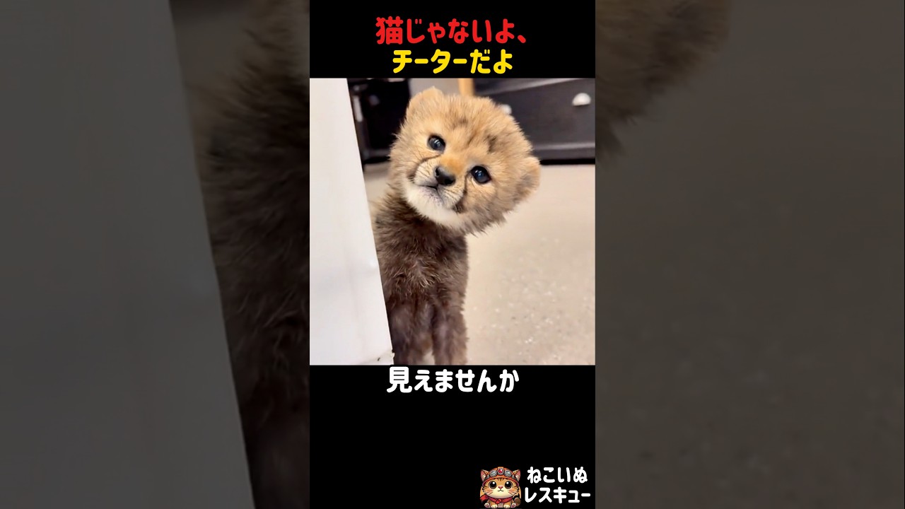 猫じゃないよ、チーターだよ