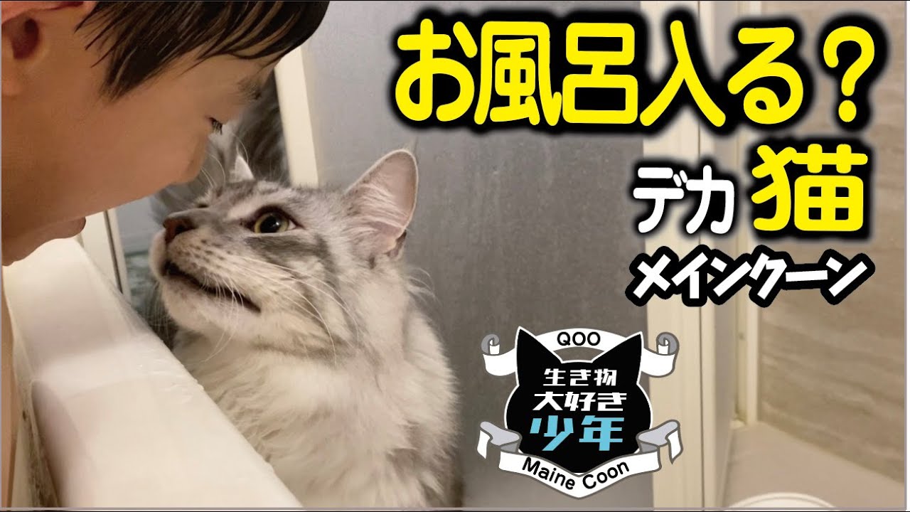 【メインクーン】お風呂が気になる大型猫。一緒に入る？