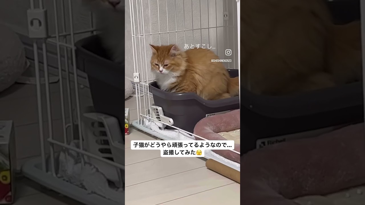 サイベリアンの子猫がうんちをする時の表情が可愛すぎた #サイベリアン #ねこのいる暮らし #cat #siberian #shorts