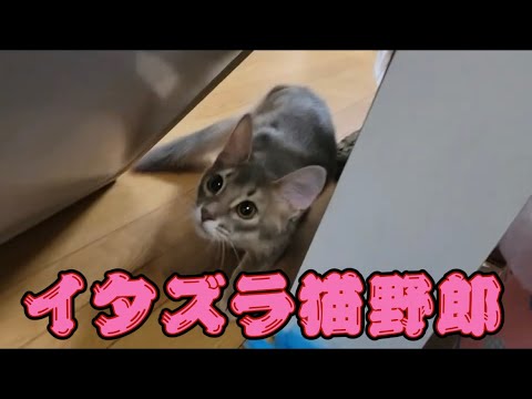 留守番にゃんこあるある【ソマリ】【子猫】