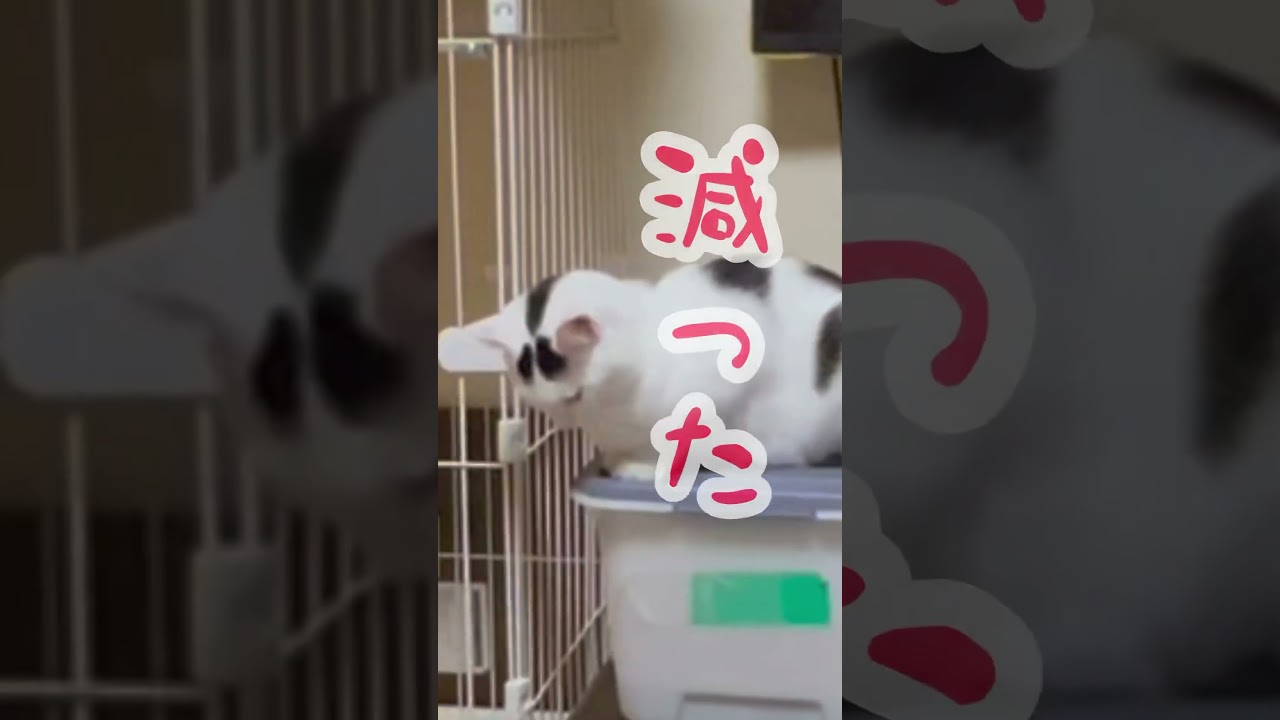お腹が空いた時のミルク。エサ箱で訴えかける。#保護猫 #ねこ #ミルねーさん #猫のいる暮らし #shorts