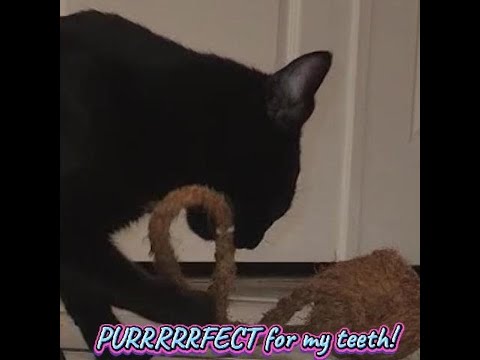 Lokah the Black Bengal Cat LOVES CANOPHERA! #purepawsitivity  #coconut #chews #teeth #wood #cats