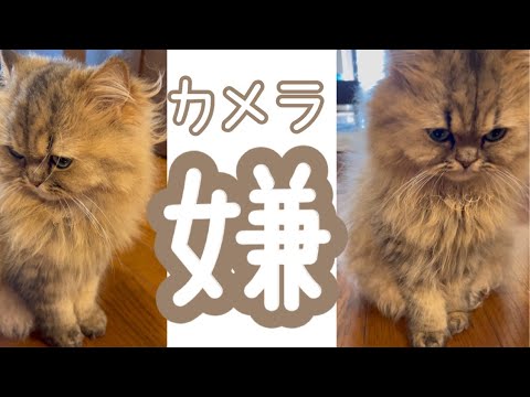 【猫動画】【ペルシャ猫】カメラが嫌いな猫