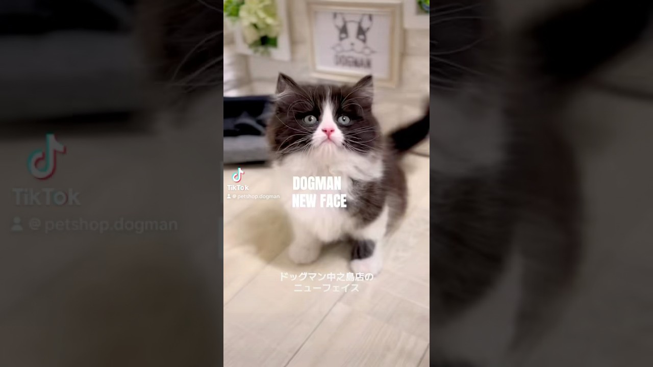 可愛いスコティッシュフォールドの子猫#shorts
