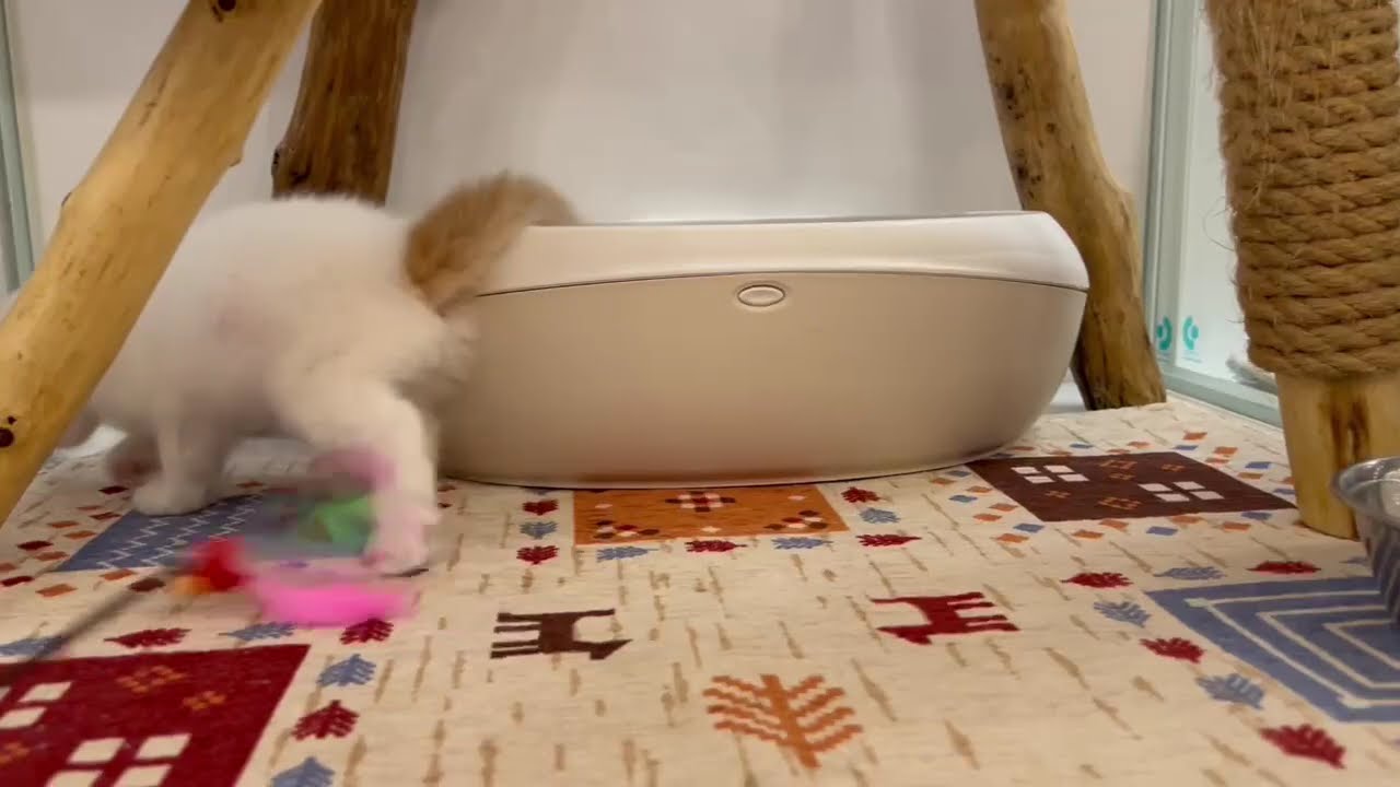 アメリカンカール　男の子　2025/2/11生まれ