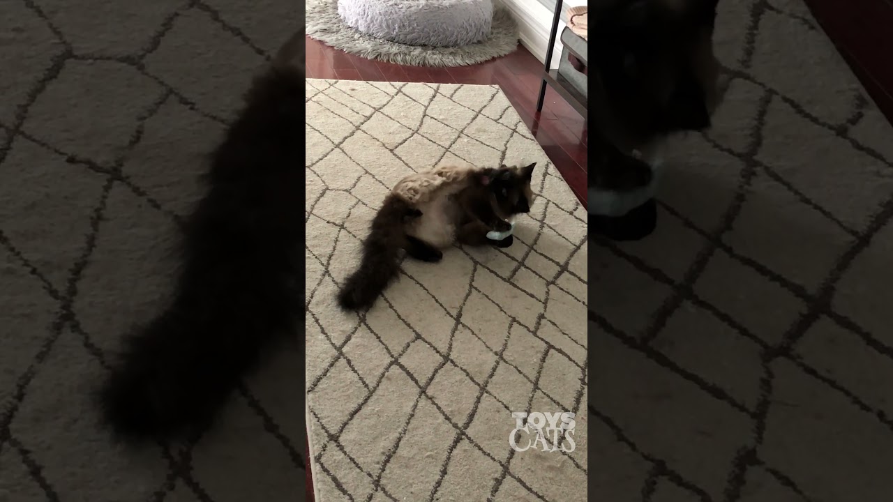 Milo (Siamese Cat) Loves Tumbling Around with His Catnip Pouch!