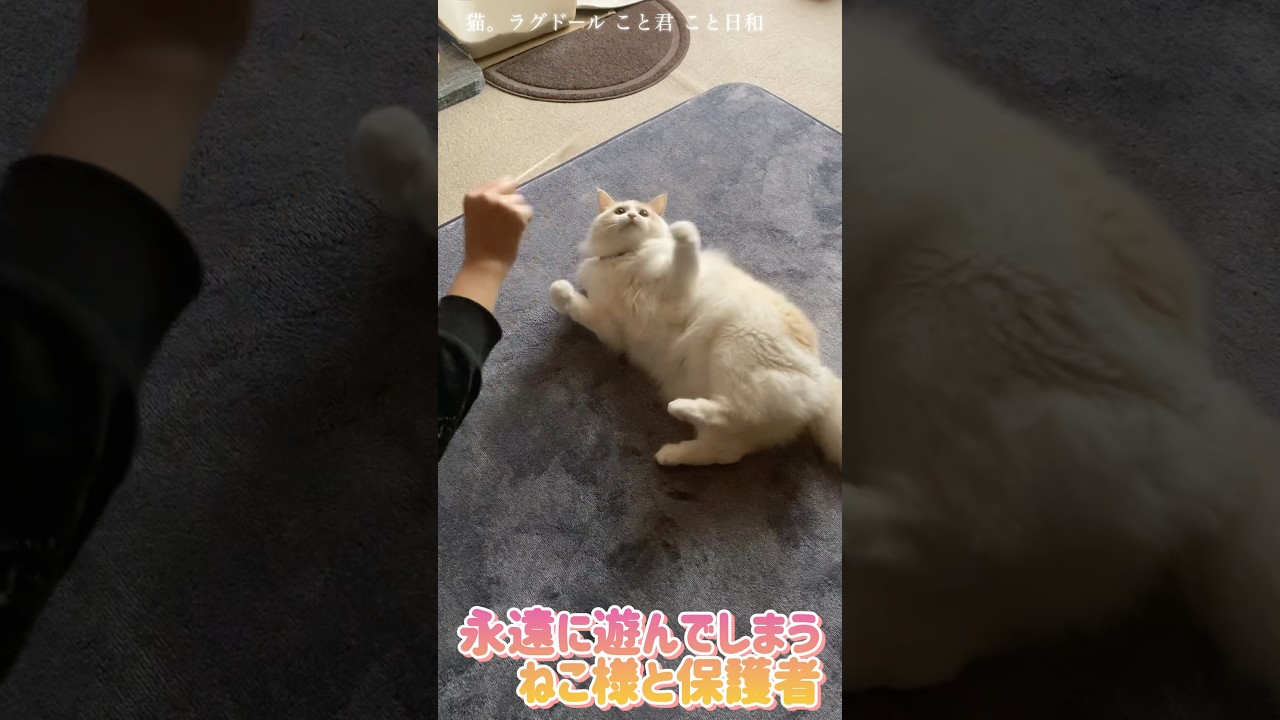 猫。永遠に遊んでしまう。ねこ様と保護者#shorts