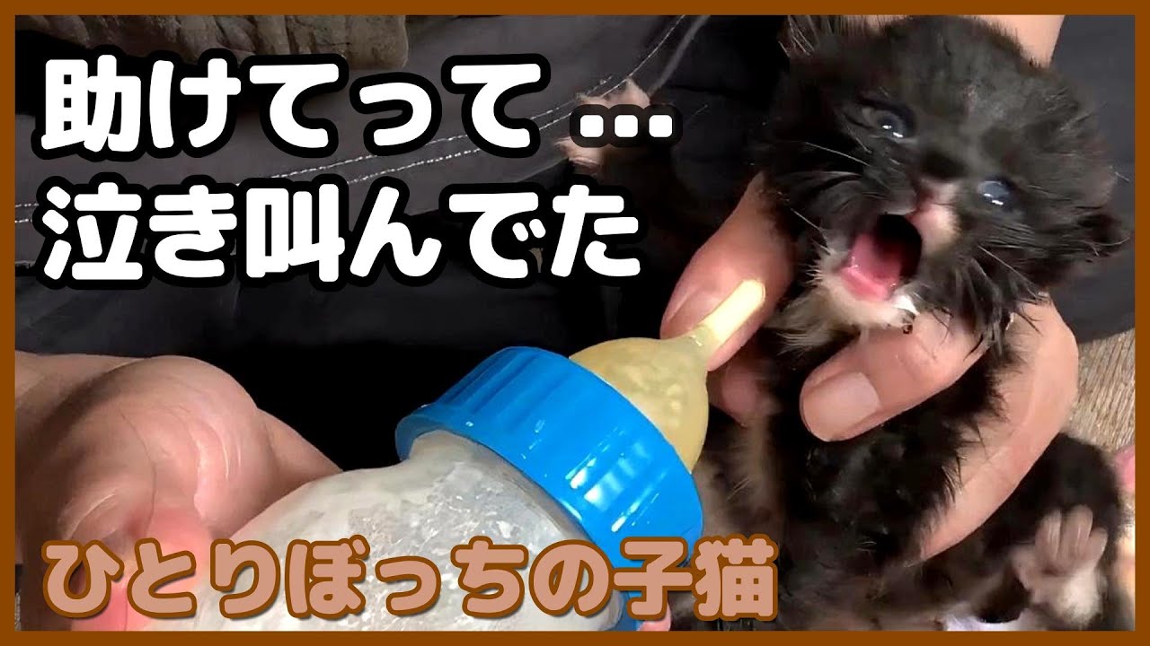 叫び続ける生後役9日の子猫を保護しました【保護猫日記】
