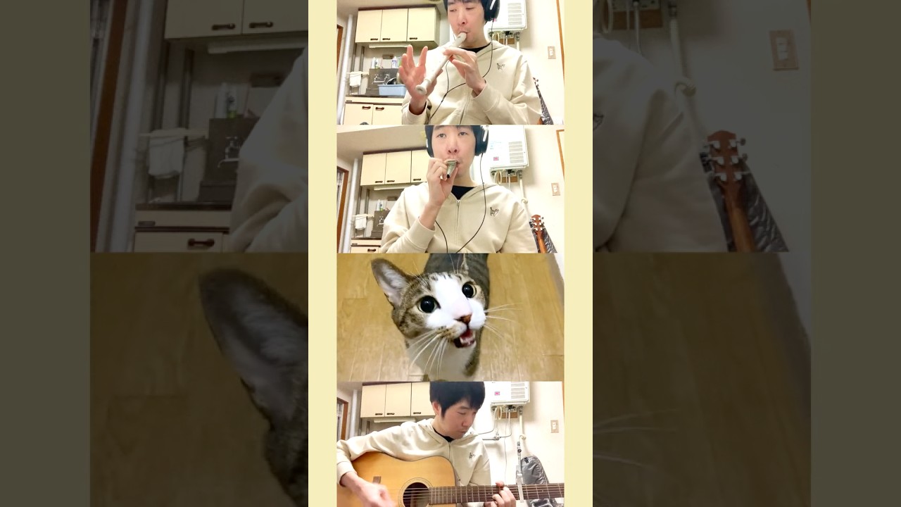 奇跡的なタイミングで鳴く猫