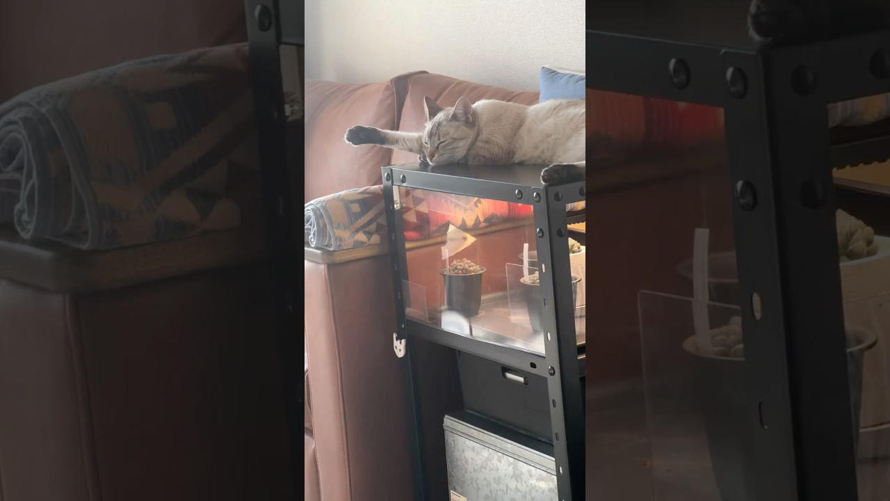 よく寝てる場所はココ　#シャムトラ #元保護猫 #シャムミックス  #cat #猫耳 #kitten  #猫耳 #siamesemix