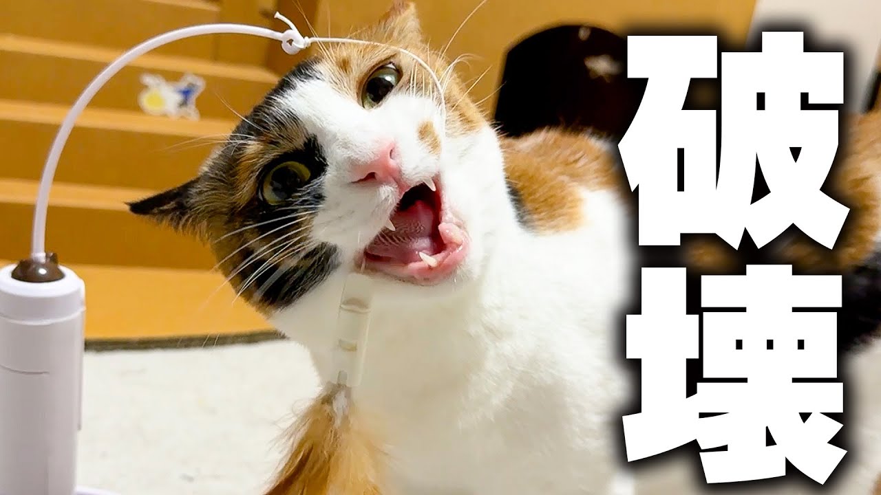 【破壊】新しいおもちゃの耐久テストをしてくれる心優しい親切な三毛猫
