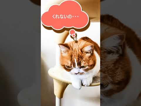 面白ねこ　マンチカン　バッキー　#猫　#マンチカン　#ねこ　#short