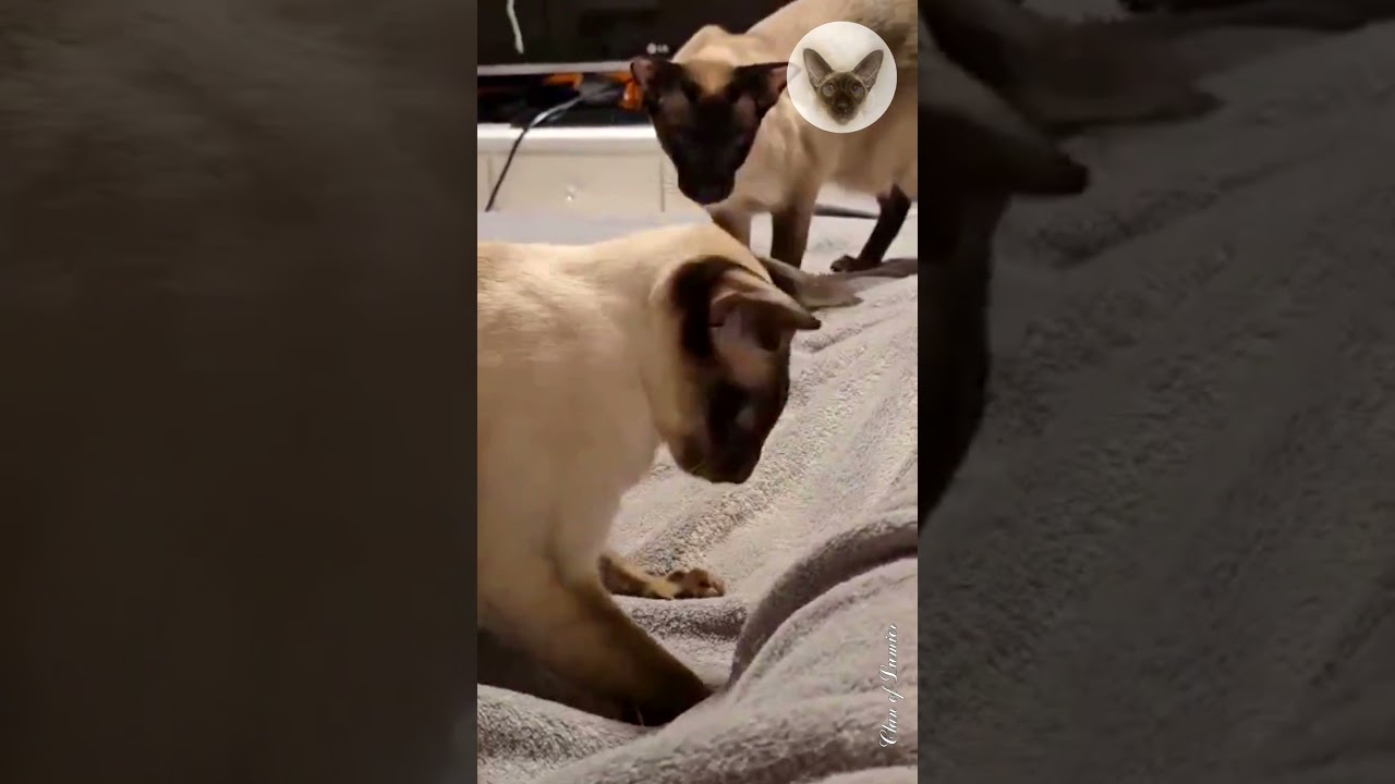 Games are good, but your nails need to be trimmed 😂😊😂 playful cat | oriental cats | cat family 😂