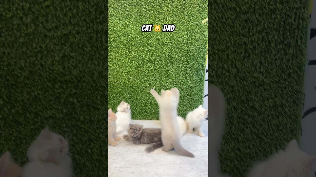 Get 🐱 Your Dream Kitten From Cat 🐈 Dad | Delivery All over india 🇮🇳 🐾