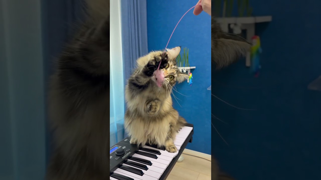 必死に立っておもちゃを捕まえようとするメインクーンのノアちゃん🐱#cat #catlover #猫動画 #catvideos #メインクーン #ループセンス