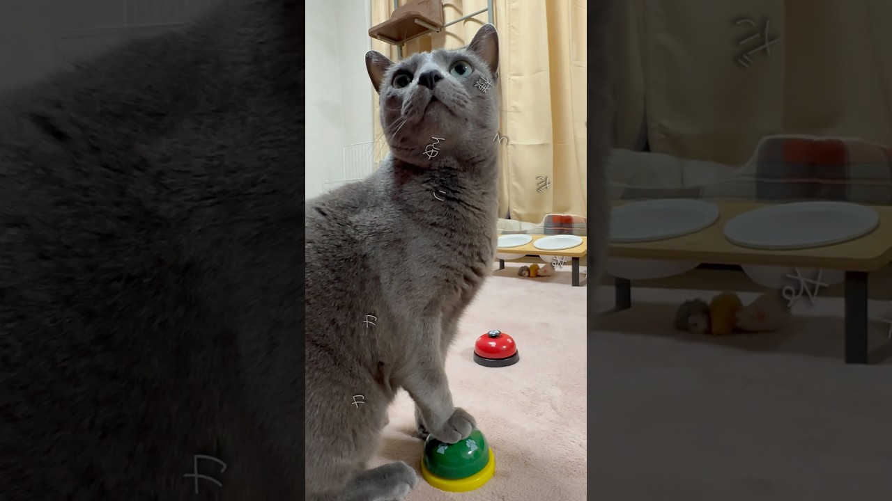 【ロシアンブルー】めろん♡いつも通りがいいね🤗【猫】#shorts