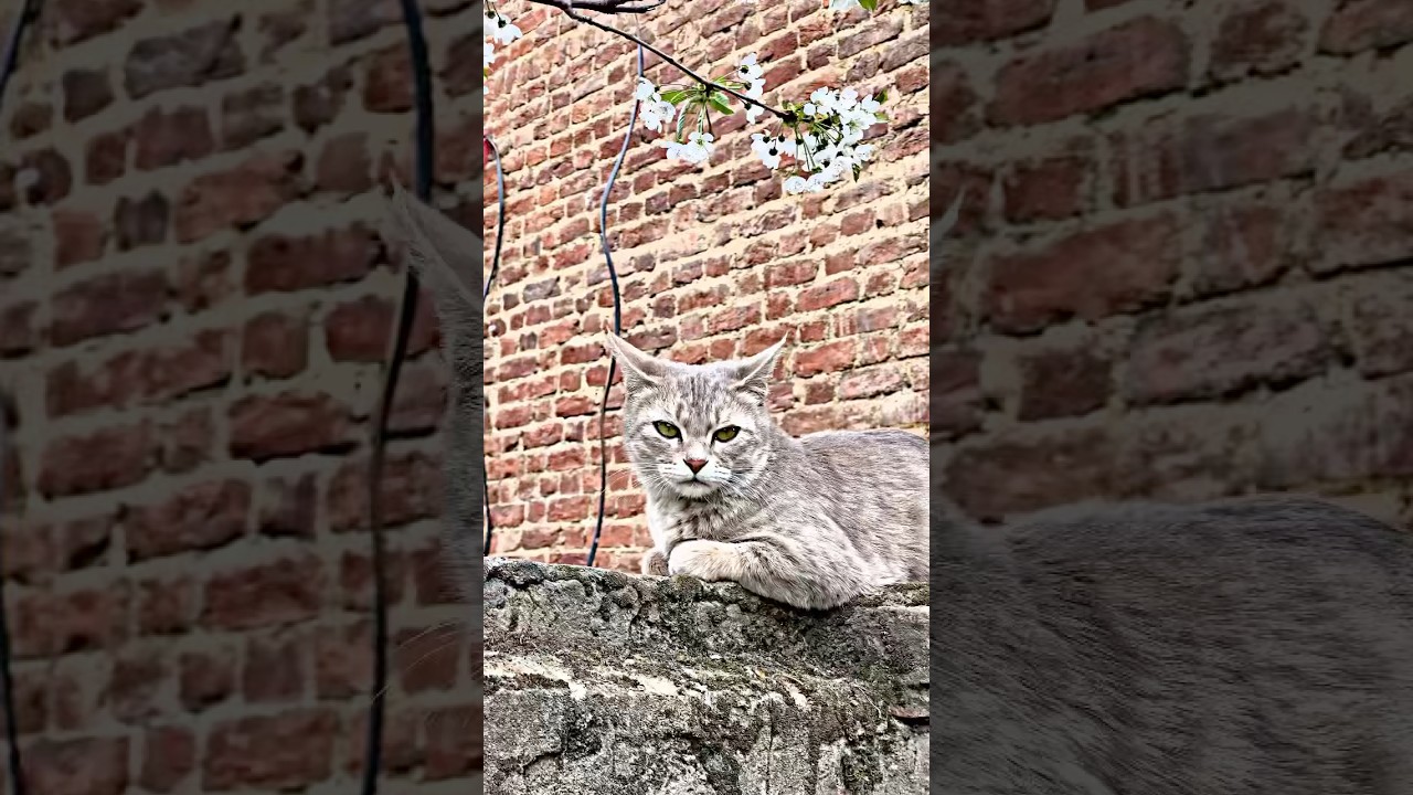 #shorts #views #cat #youtubeshorts #youtube #trendingshorts Z#trending