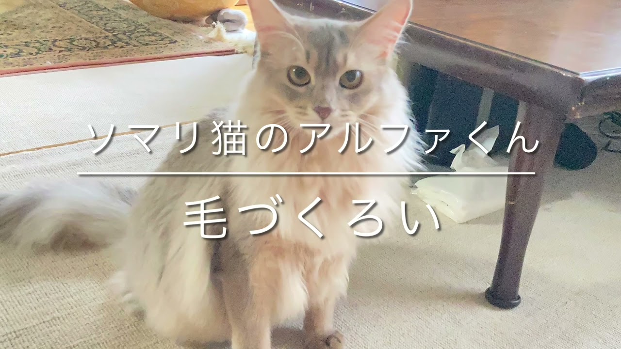 ソマリ猫のアルファくん　1歳になったよ