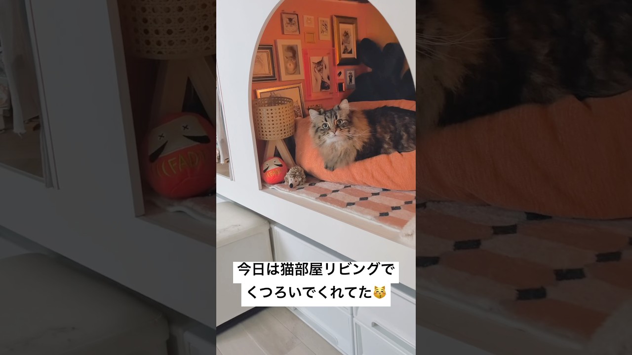 自作猫部屋気に入ってくれてありがとう🥹🥹 #猫 #サイベリアン #diy