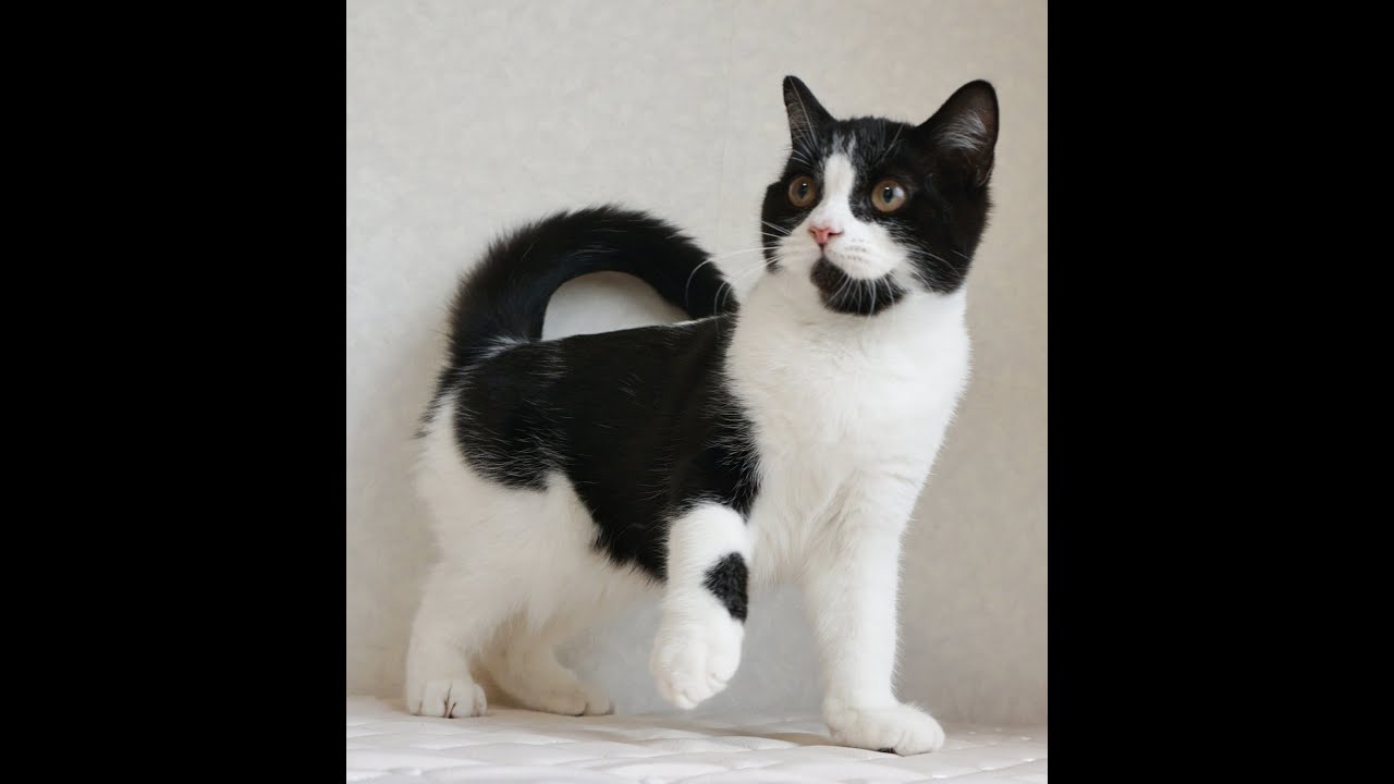 ブリティッシュショートヘアー子猫　British Shorthair　2024.11.11産まれ　ブラック&ホワイト　男の子　シーダキャット猫のお店