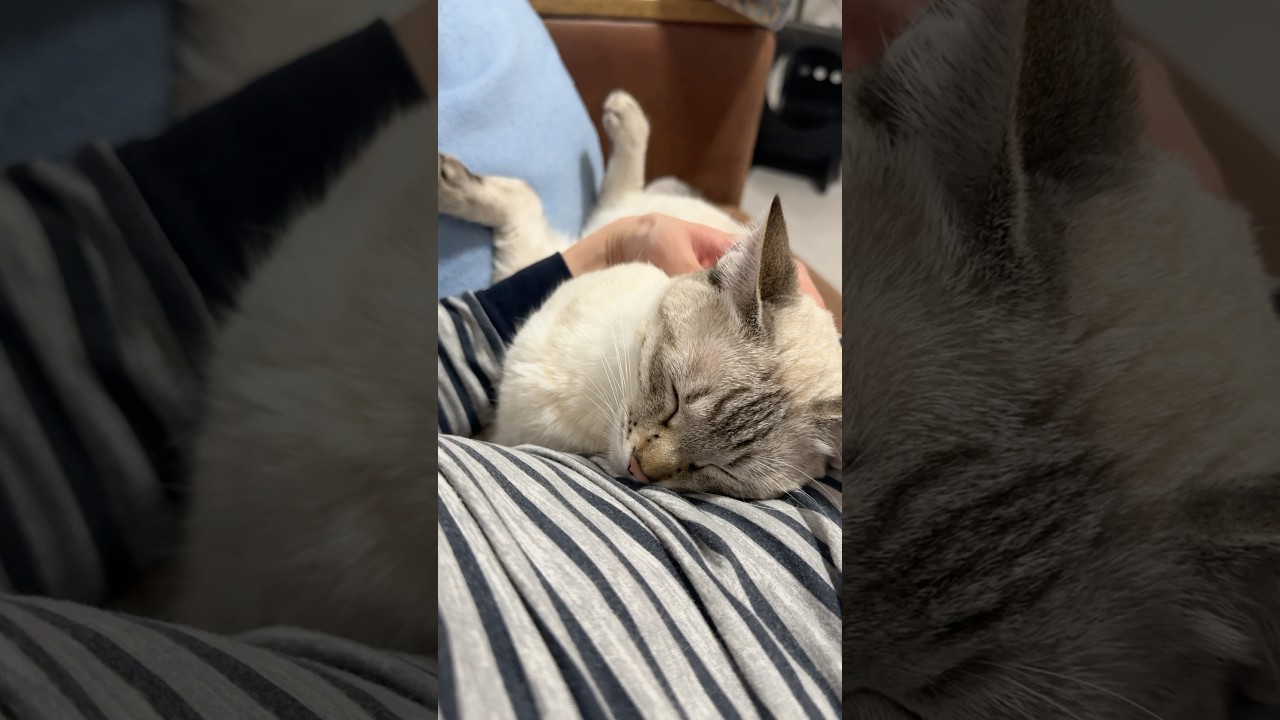 お腹に寝てるね〜　#シャムトラ #元保護猫 #シャムミックス  #cat #猫耳 #kitten  #猫耳 #siamesemix