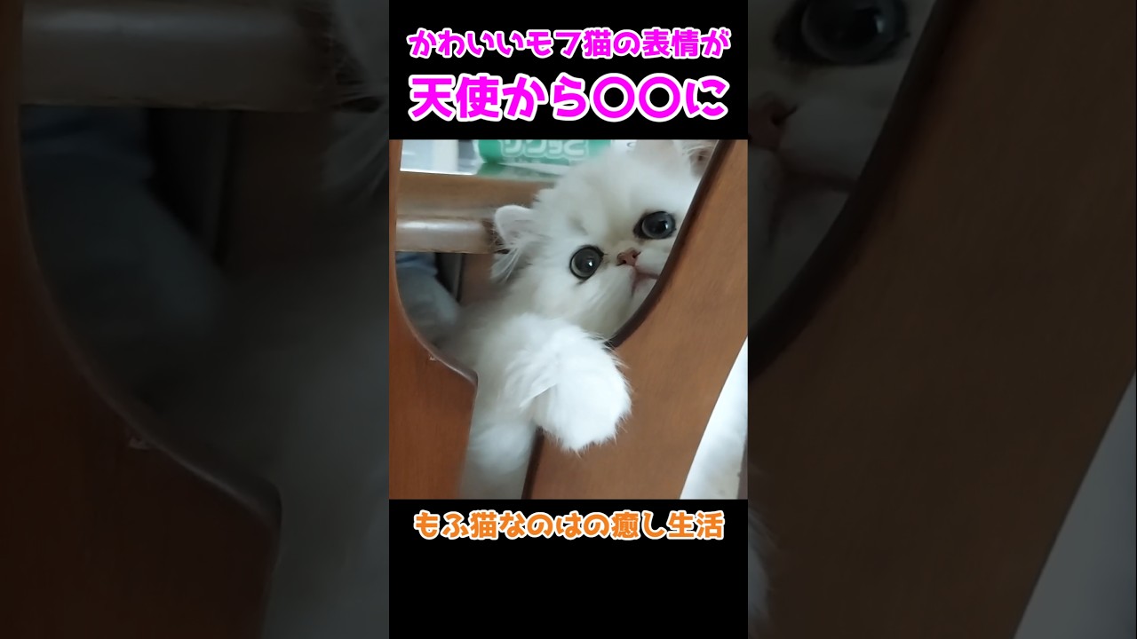 かわいいモフ猫の表情が天使から〇〇へ！【ペルシャ】