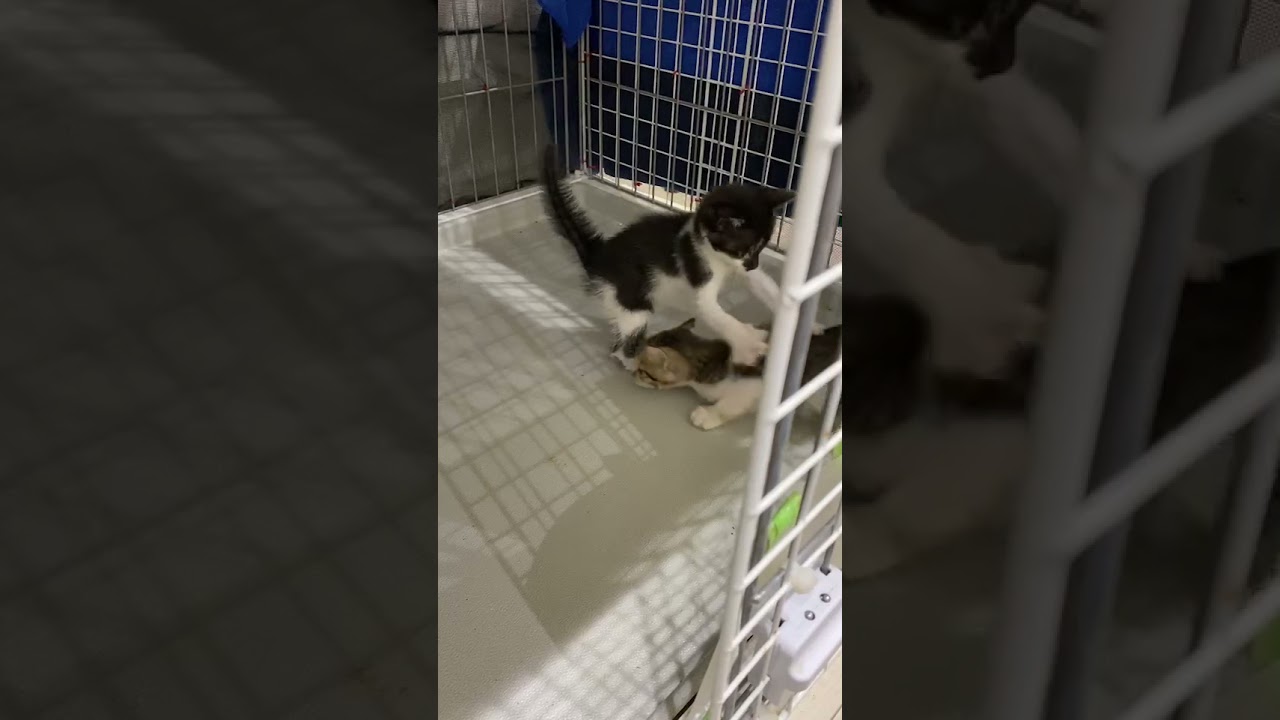埼玉リベンジャーズ 子猫卍会のタイマン勝負 ＃shorts #縦猫動画 #保護猫