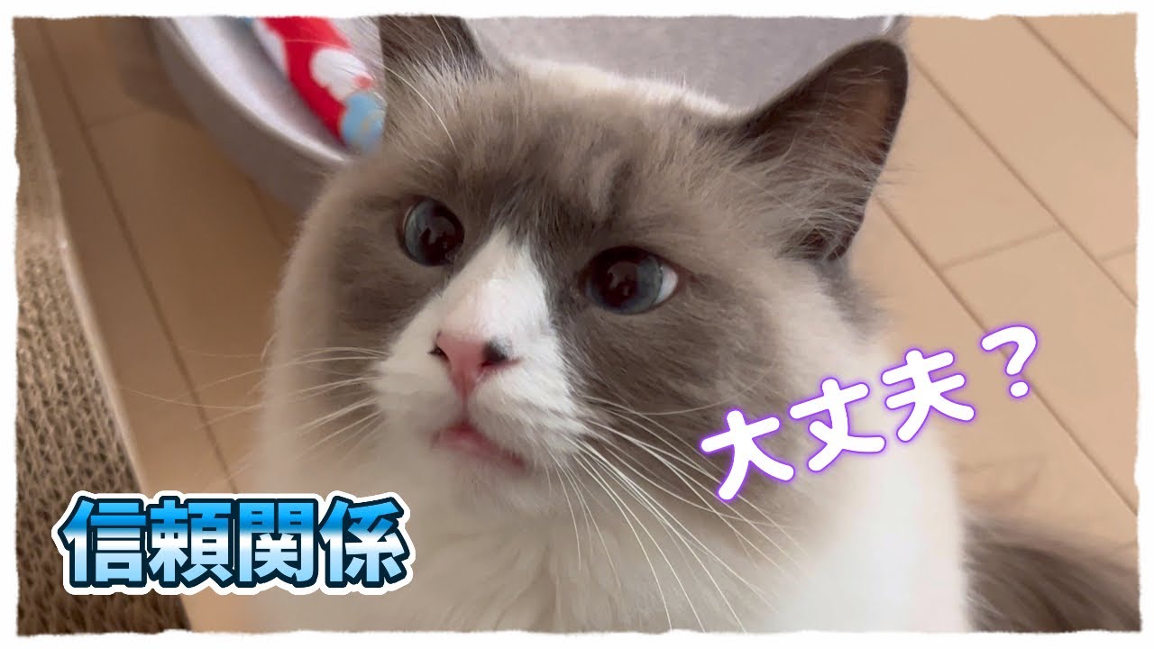 あなたと猫の信頼関係は大丈夫？ #猫動画 #ノルウェージャンフォレストキャット #アビシニアン #サイベリアン #cat