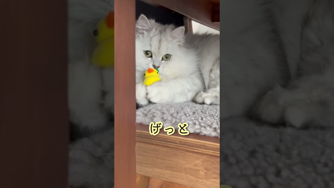 『ひよこ欲しそうな奴』　　　#ジャルジャル #ペルシャ#チンチラ#猫#ねこ #猫のいる暮らし #癒し #いやし#cat  #ふわふわ