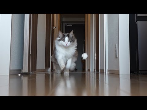 暖かくなってきた最近の長毛猫の様子【メインクーン】