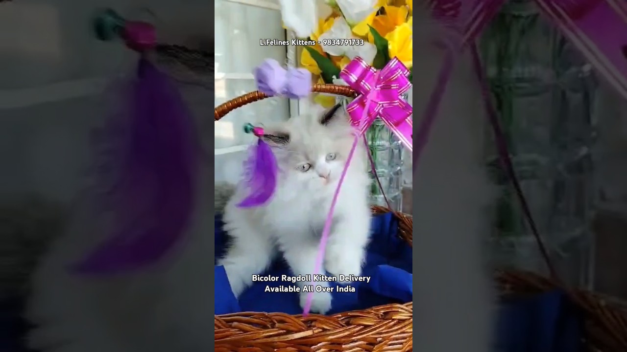 Pure Ragdoll Cat Kittens For Sale #ragdolls #mumbai #kolkata #gurgaon #bangalore #ragdoll #newdelhi