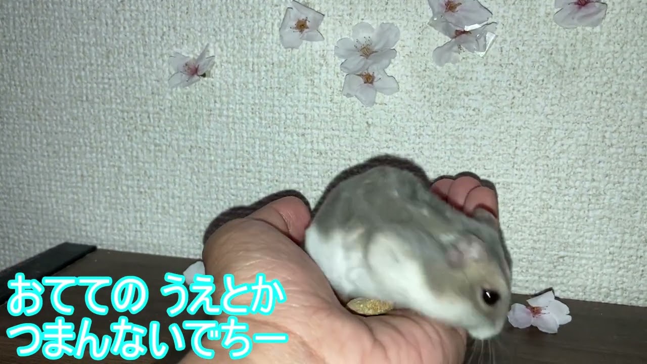 【ハムスター】お花見 まりんちゃん～ジャンガリアンハムスター～