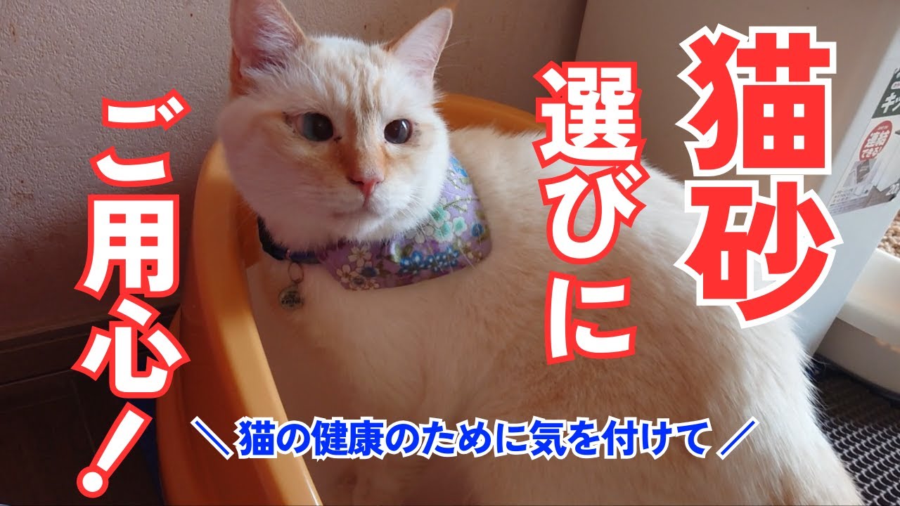 子猫の頃から使っている猫砂を変えたら、急に元気が無くなってしまう事も・・・