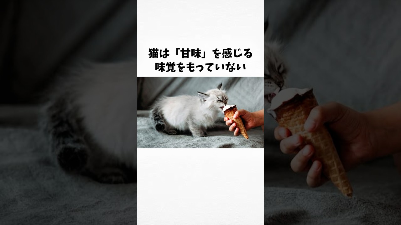 98%の人が絶対に知らない猫に関する雑学・豆知識Part103
