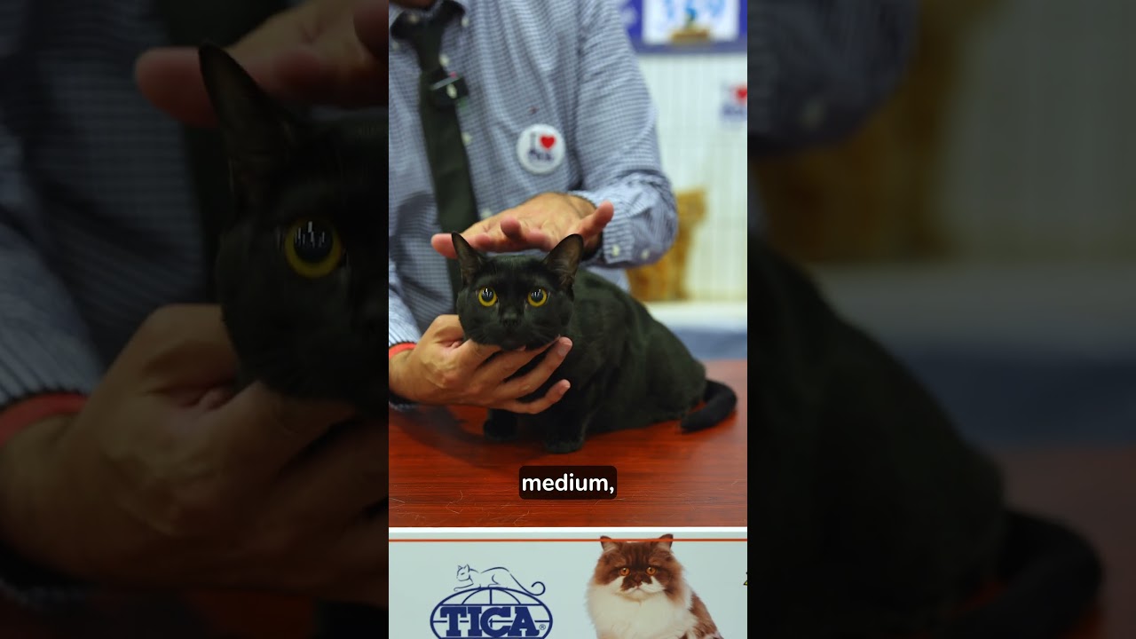 Min Black Panther - Bombay Cat