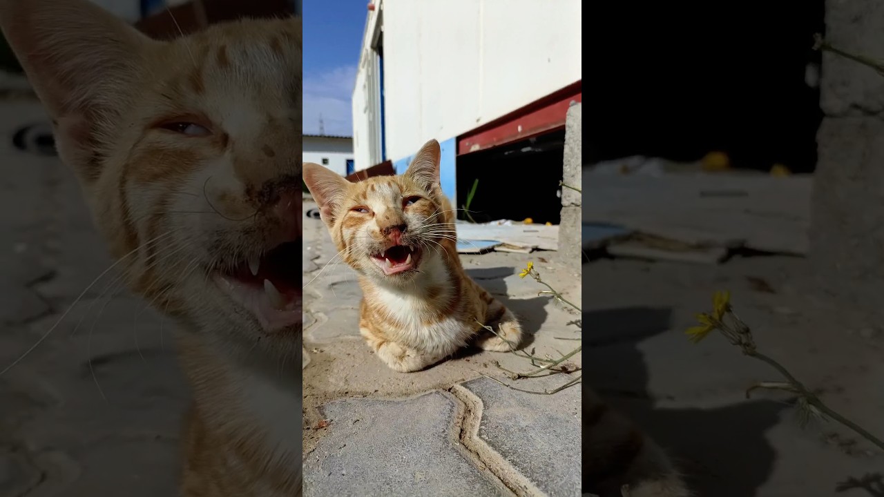বিড়ালটি অসুস্থ 🥲😔 #cat #catvideos #varshakvd #shorts #shortvideo #catlover