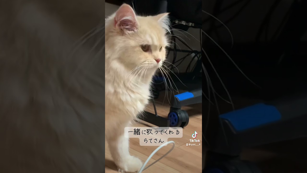 #b小町 #サインはB #猫のいる暮らし #子ネコ #サイベリアン #歌う猫 #猫の鳴き声 #ねこ #猫との暮らし #cat