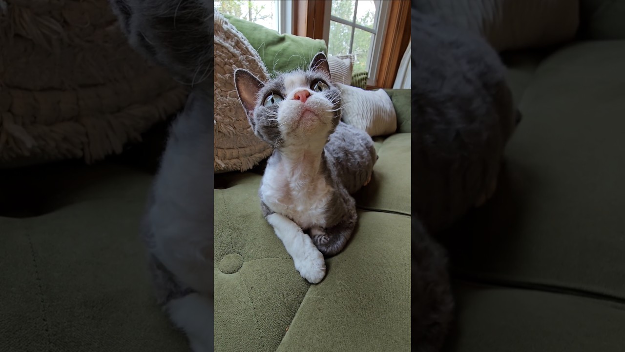 the devon rex cat #devonrex #cat #devonrexcat #gato #cats #gatos
